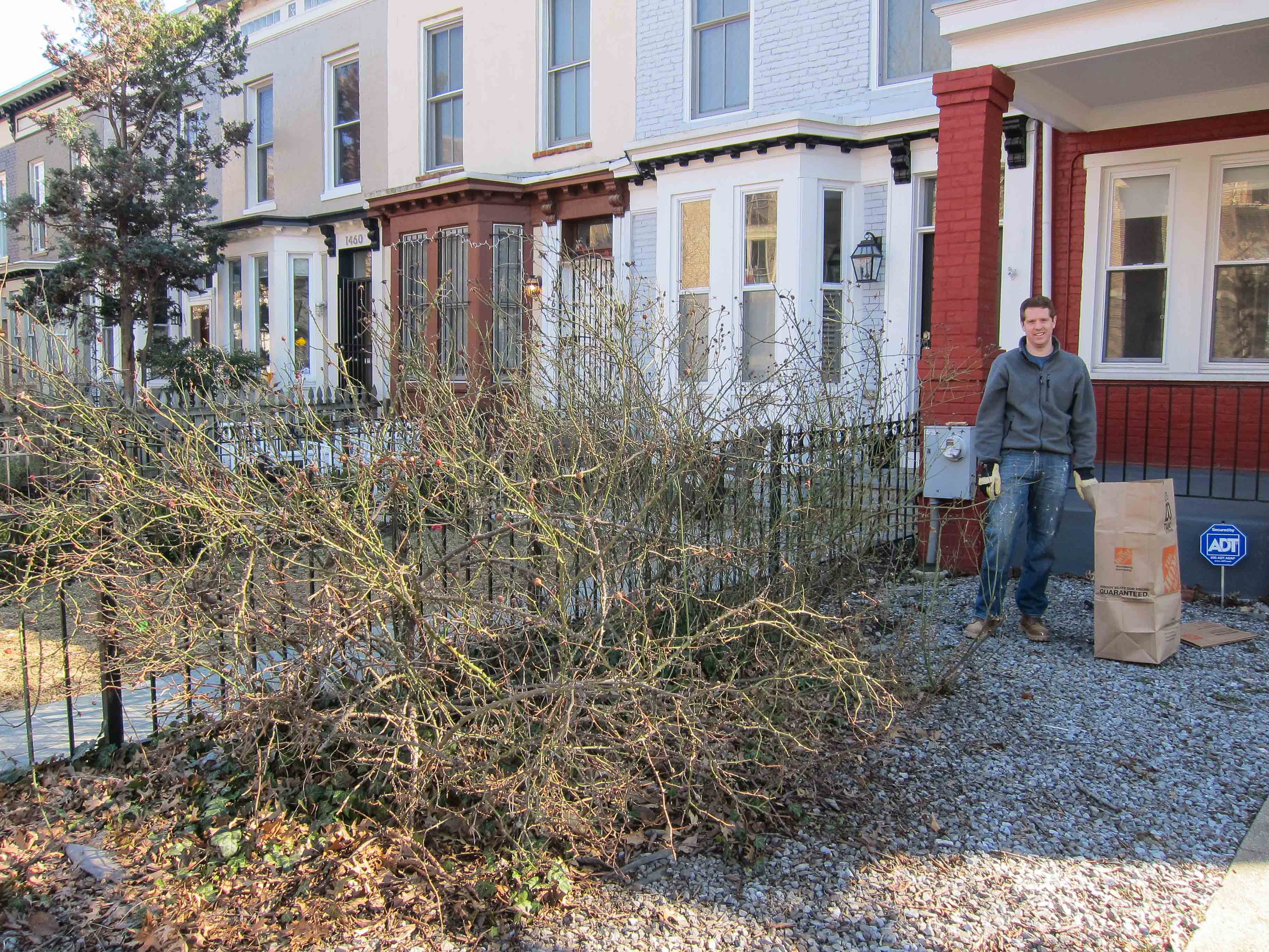 Big 'Ol Rose Bush